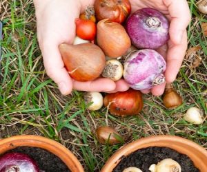 цибулини квітів1 цибулини квітів1